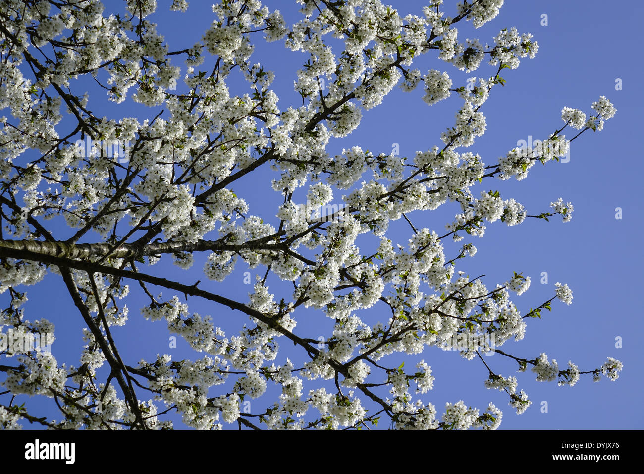 Blühender Baum im Frühling, Kirschblüten Stock Photo