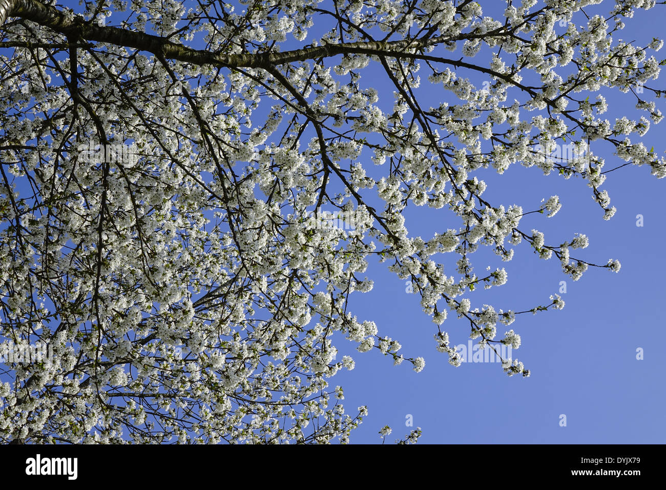 Blühender Baum im Frühling, Kirschblüten Stock Photo