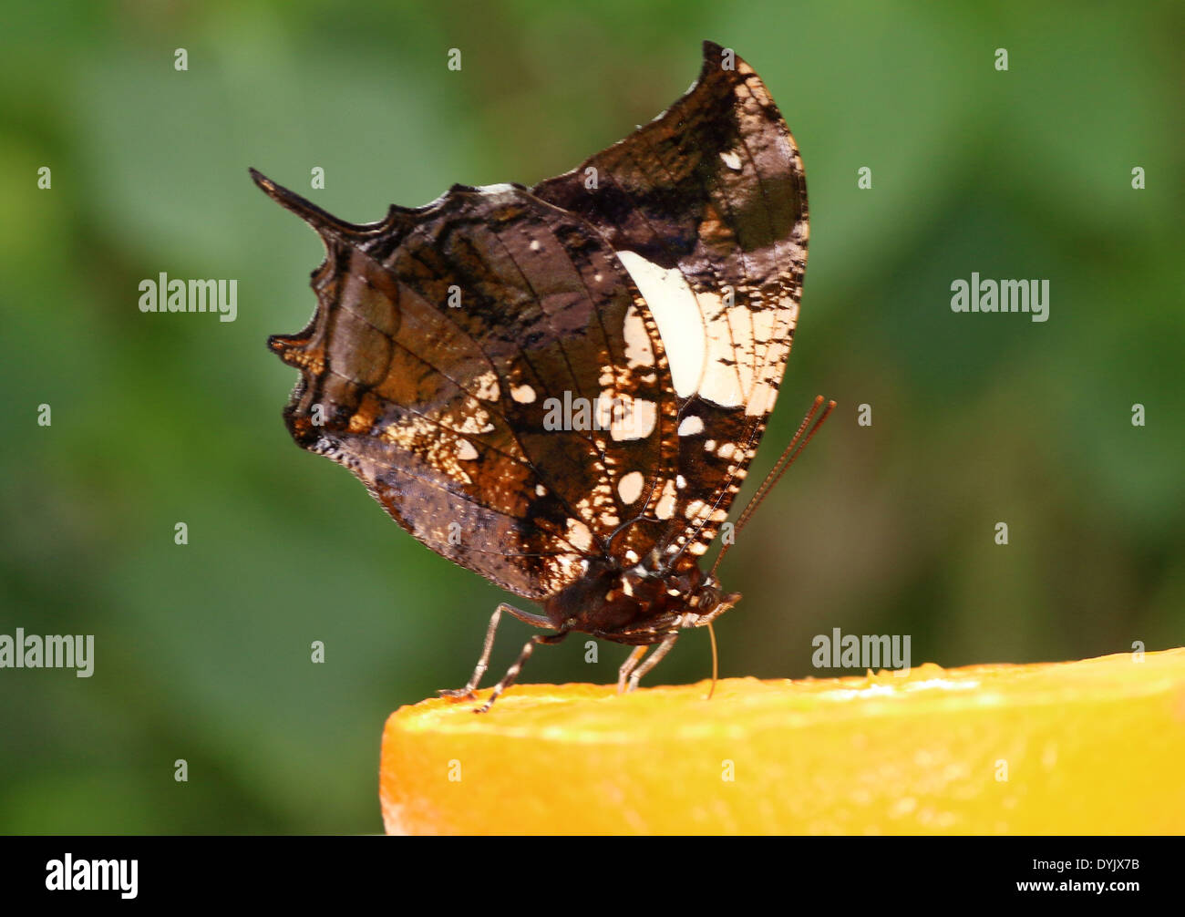 Silver-studded Leafwing Butterfly (Hypna clytemnestra) a.k.a. Jazzy Leafwing, Marbled Leafwing, feeding on an orange Stock Photo