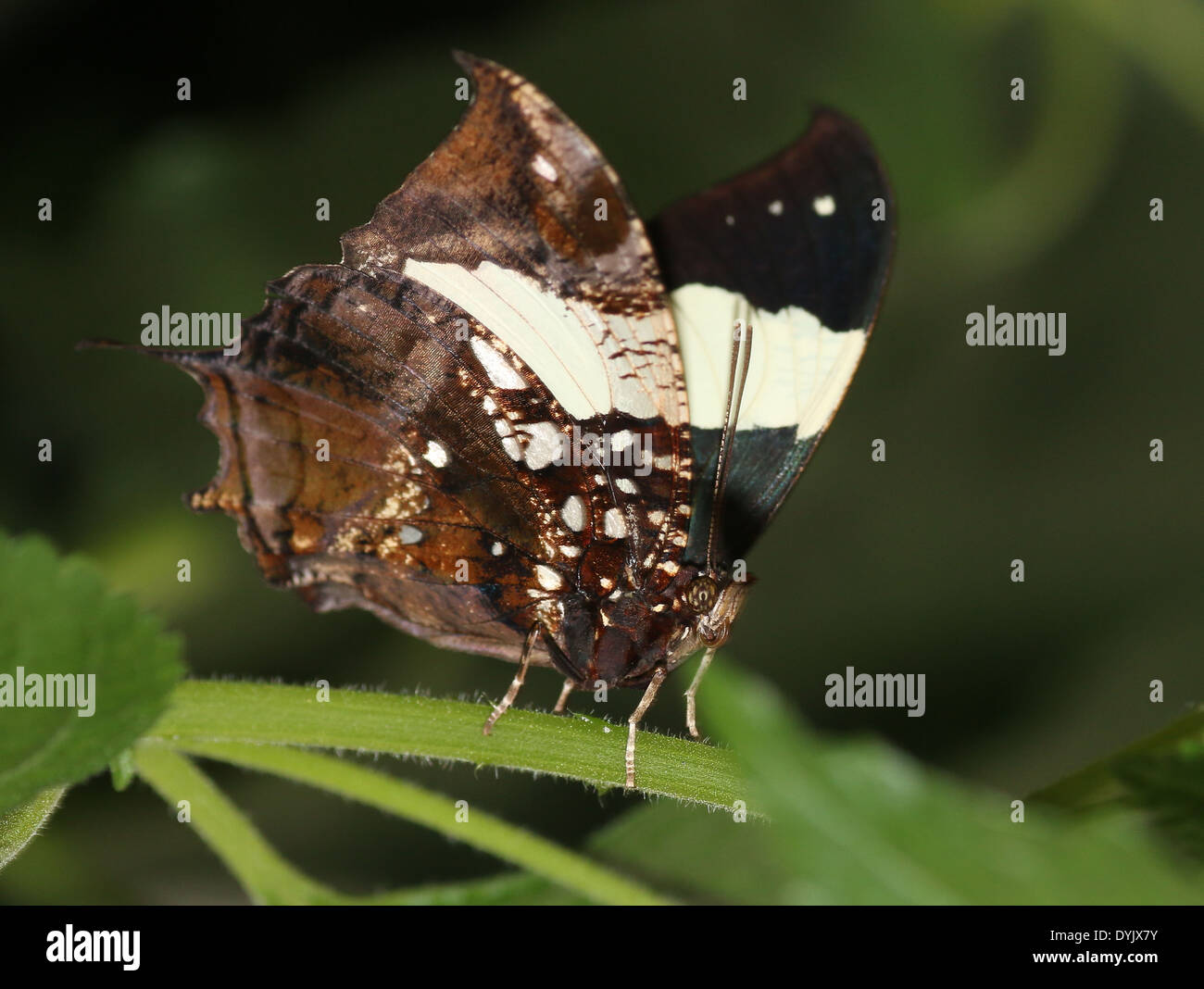 Silver-studded Leafwing Butterfly (Hypna clytemnestra) a.k.a. Jazzy Leafwing, Marbled Leafwing, wings partly opened Stock Photo