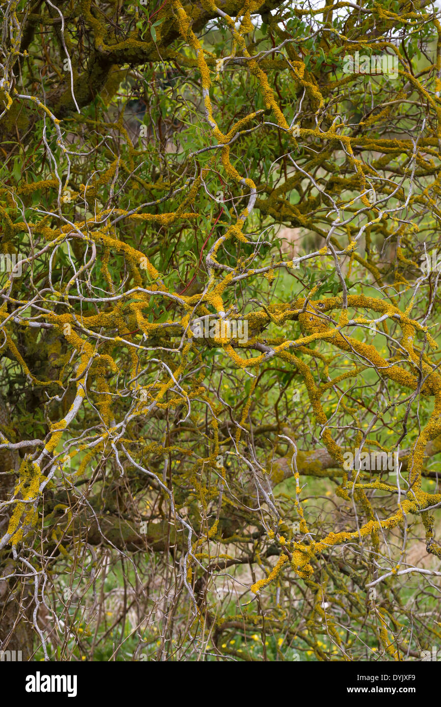 Explore the Beauty of Bonsai Trees at Amazing Bonsai Trees Blog: Bonsai