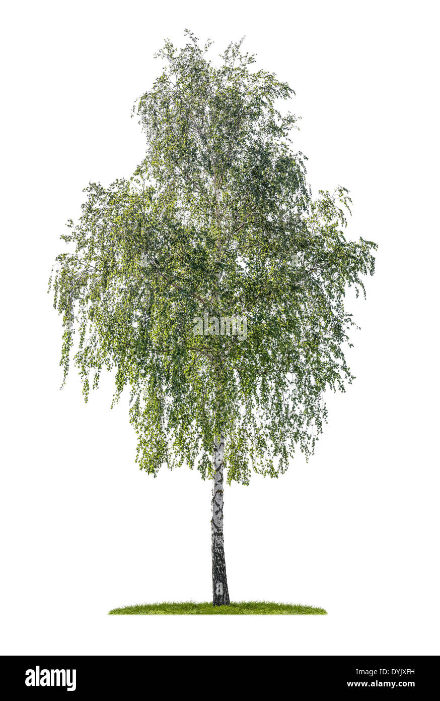 isolated silver birch on a white background Stock Photo