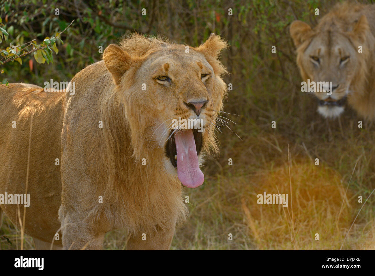 Sub-adult male lion at dawn in the plains of Masai Mara, Kenya, Africa Stock Photo