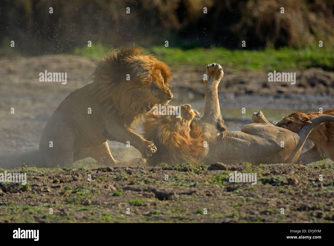 Fighting lions in Masai Mara, Kenya, Africa Stock Photo