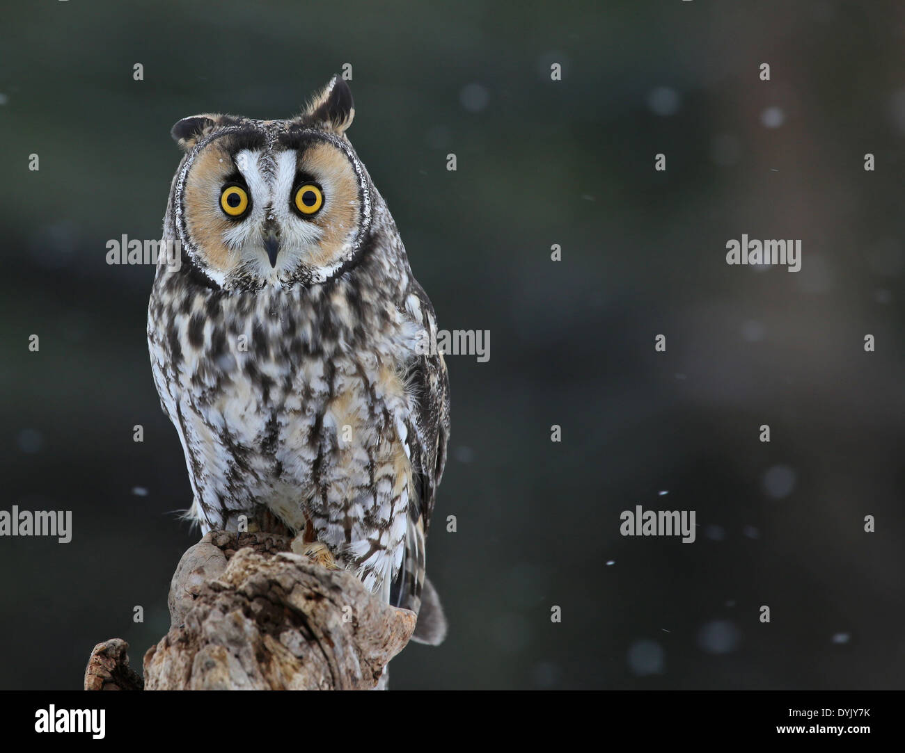 Posing Long-eared Owl Stock Photo