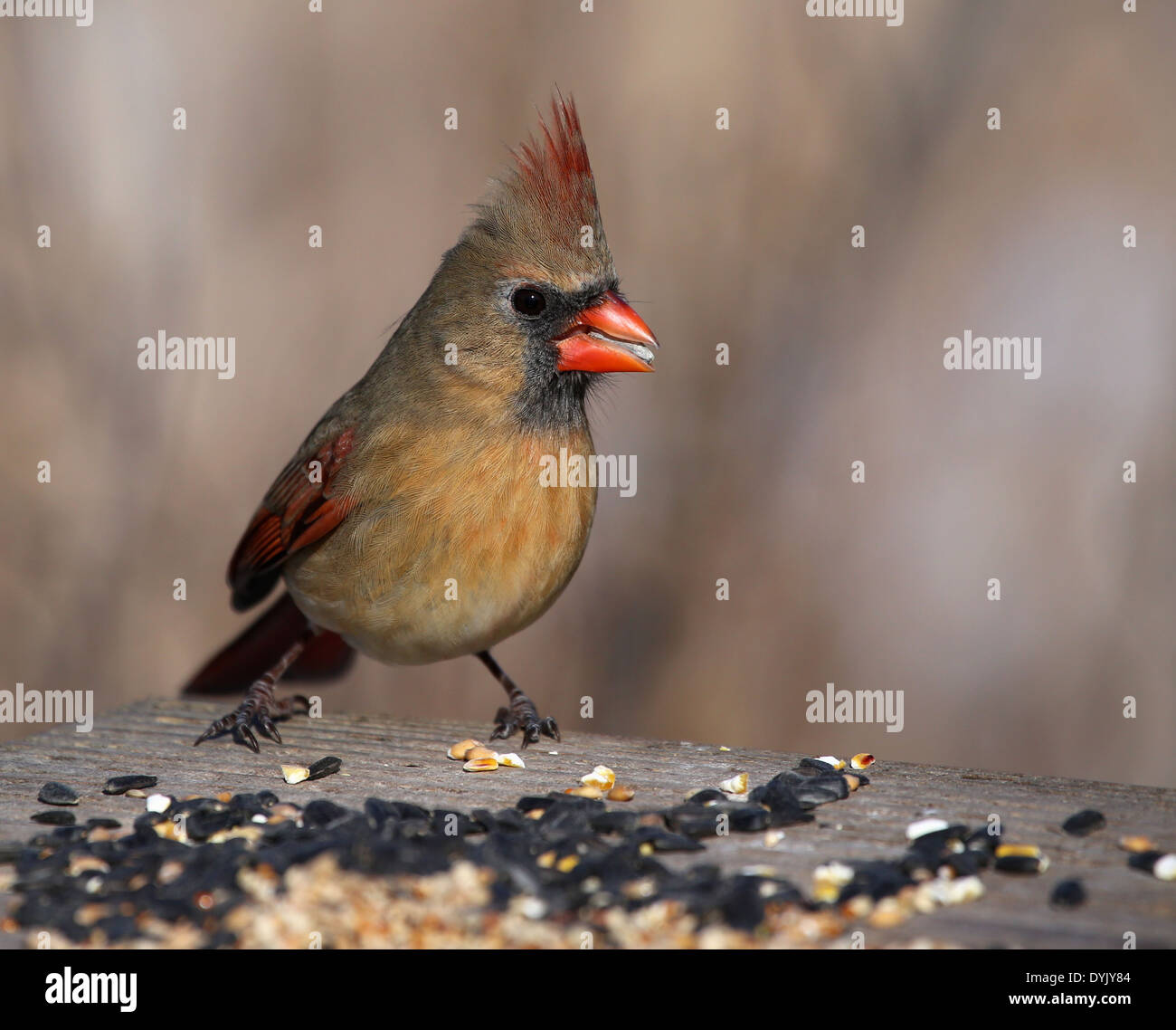 Female Cardinal on a Bird Feeder Stock Photo