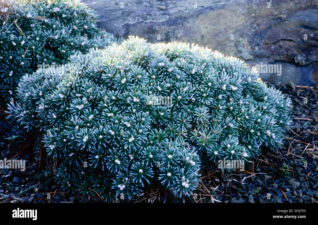 Dwarf conifer Stock Photo