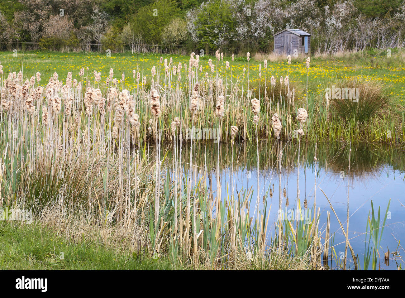 Bulrushes reedmace typha typhaceae fluffy cattail cobs fluffy seed heads bordering lake in spring Stock Photo