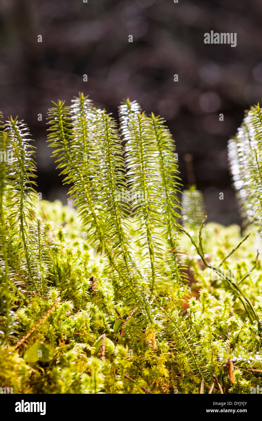 Green plants flora nature hi-res stock photography and images - Alamy