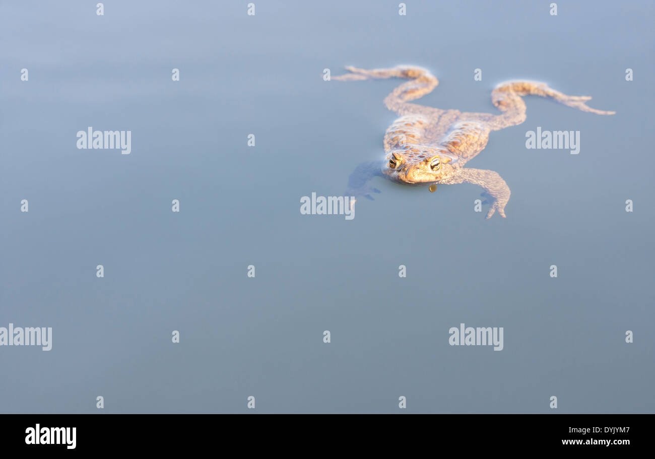 Close up of a big brown frog swim in water Stock Photo