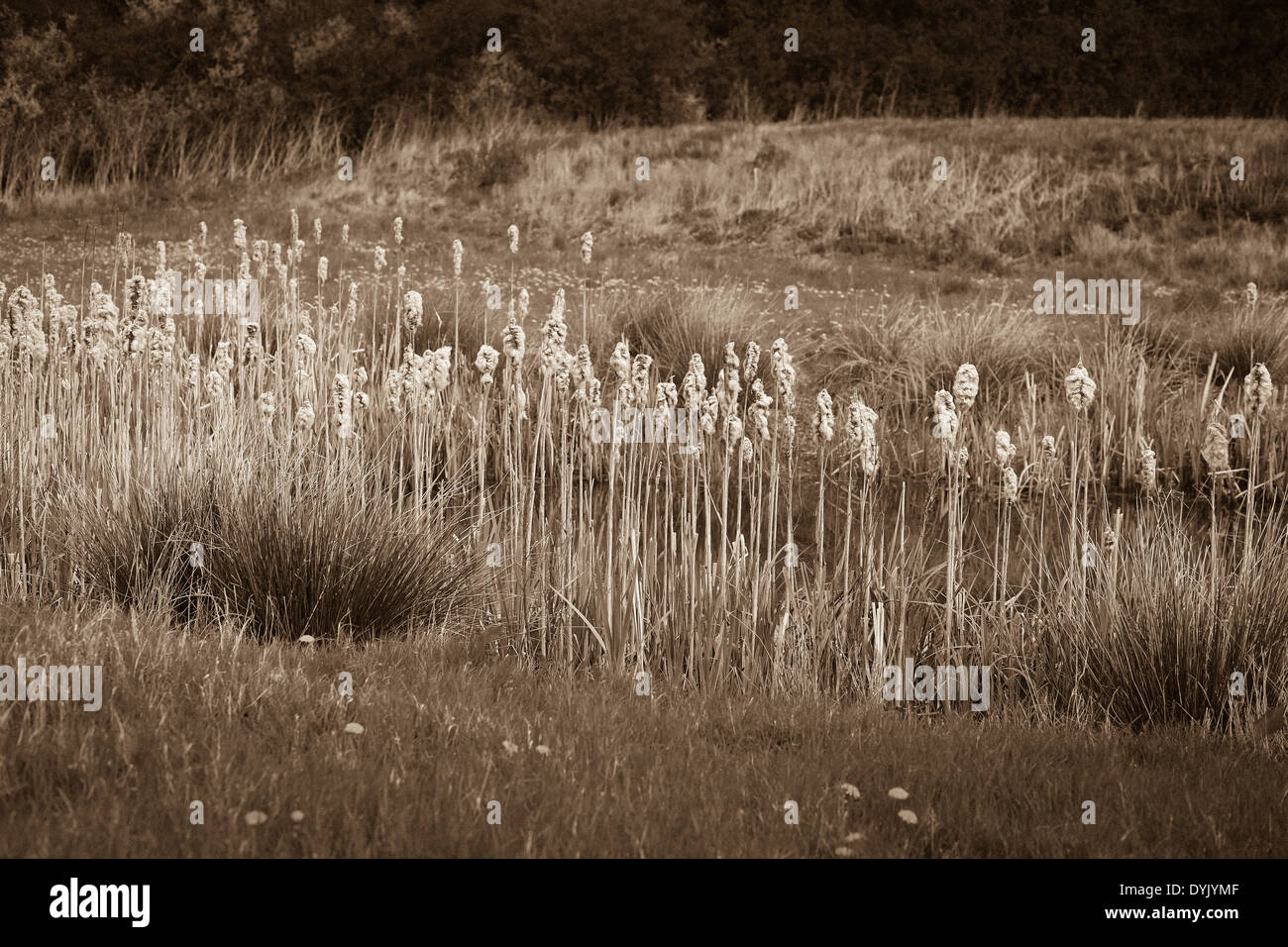 Bulrushes reedmace typha typhaceae fluffy cattail cobs fluffy seed heads bordering lake in spring Stock Photo