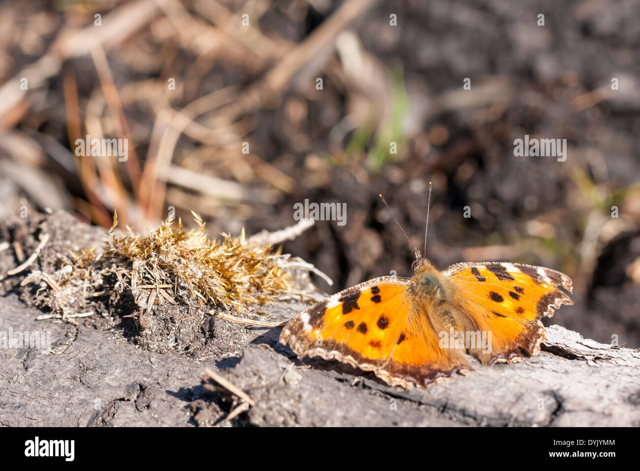 Close up picture of an orange butterfly with black spots on wings Stock Photo