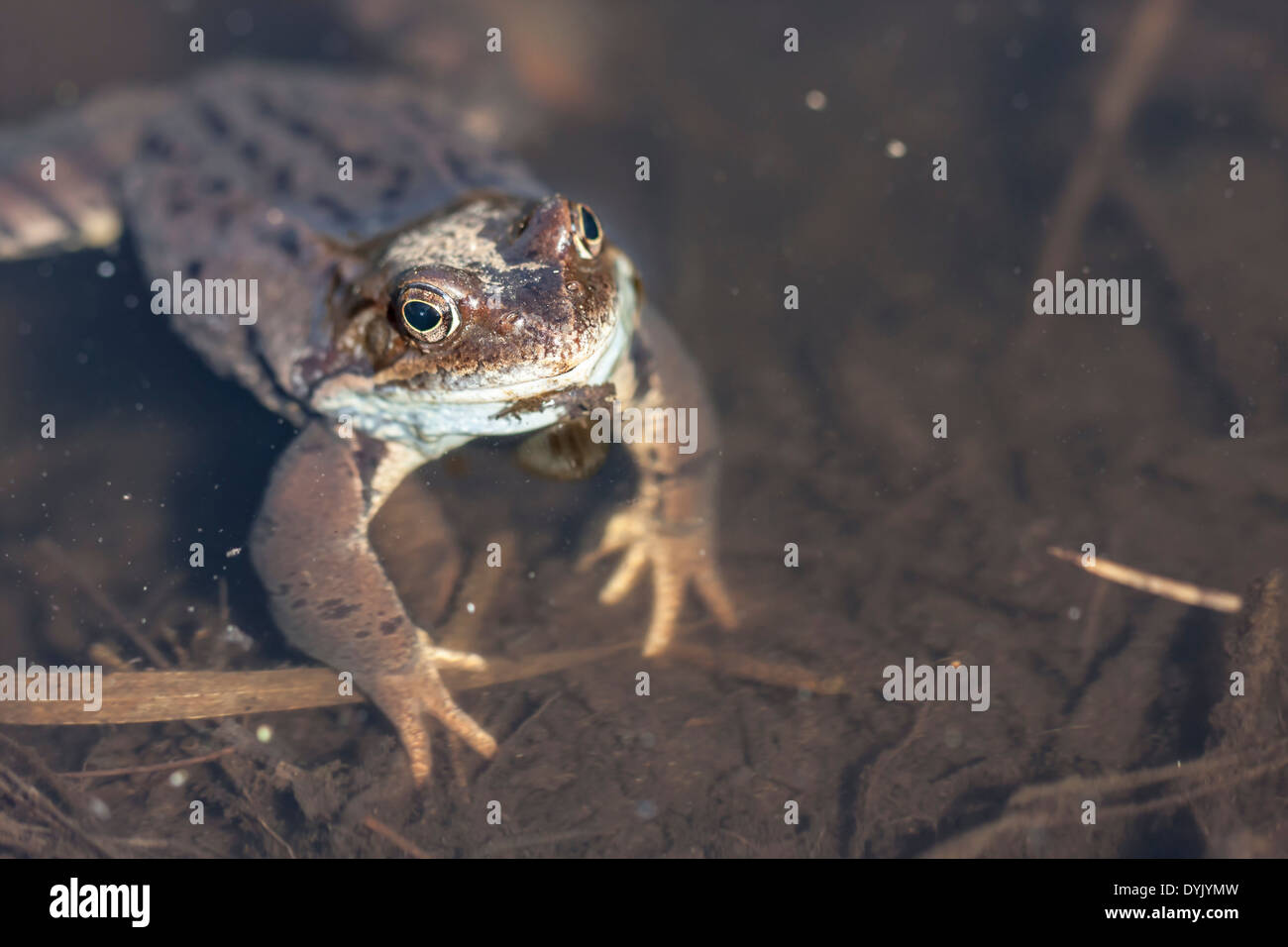 Close up of a frog or amphibian in water Stock Photo