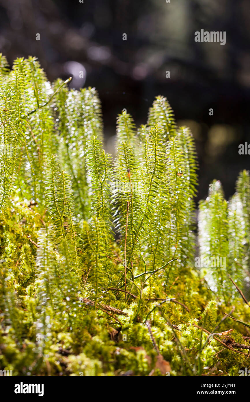 Green plants flora nature hi-res stock photography and images - Alamy