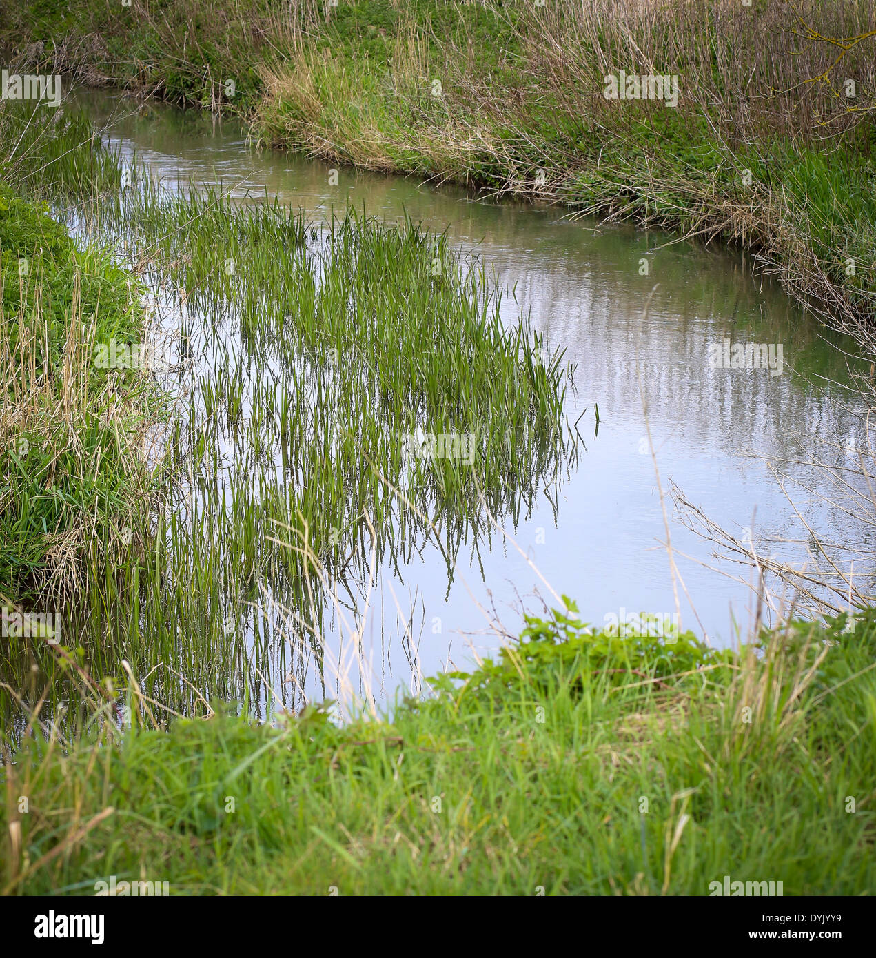 Little plants along the little stream old dry grass mirroring in water Stock Photo