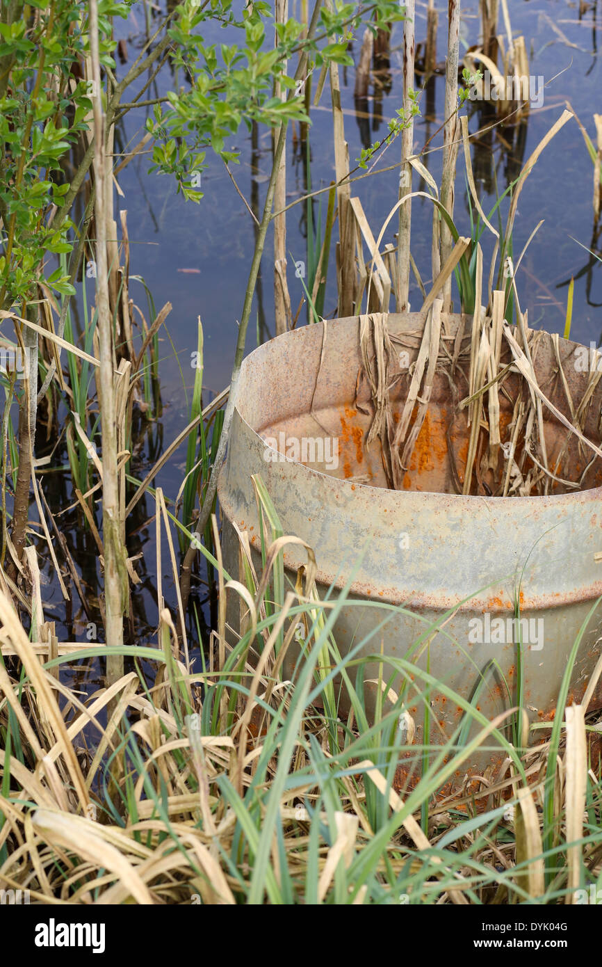 Old bulrushes branches and rusty barrel in a pond with still water dry straw green grass Stock Photo