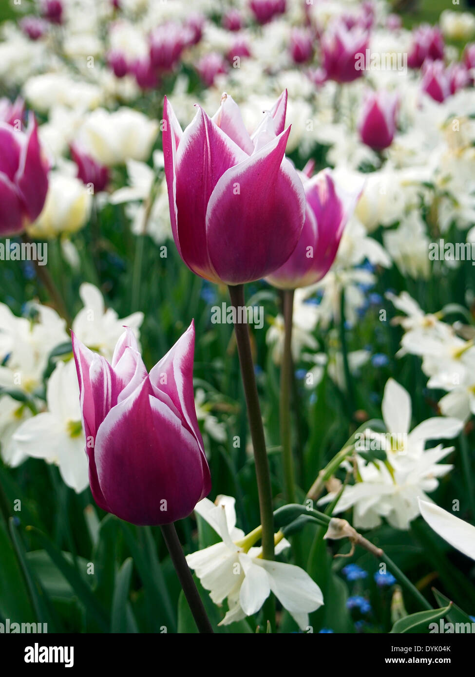Tulipa Ballade Or Ballade Tulip A Lily Flowered Variety That Stock Photo Alamy