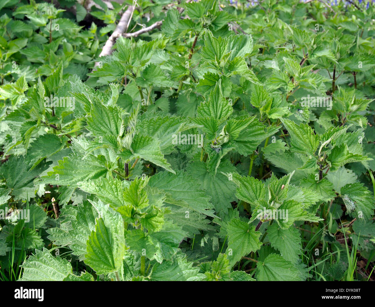 Spring Nettle Stinging nettles (Urtica dioica) or common nettle showing fresh growth ...
