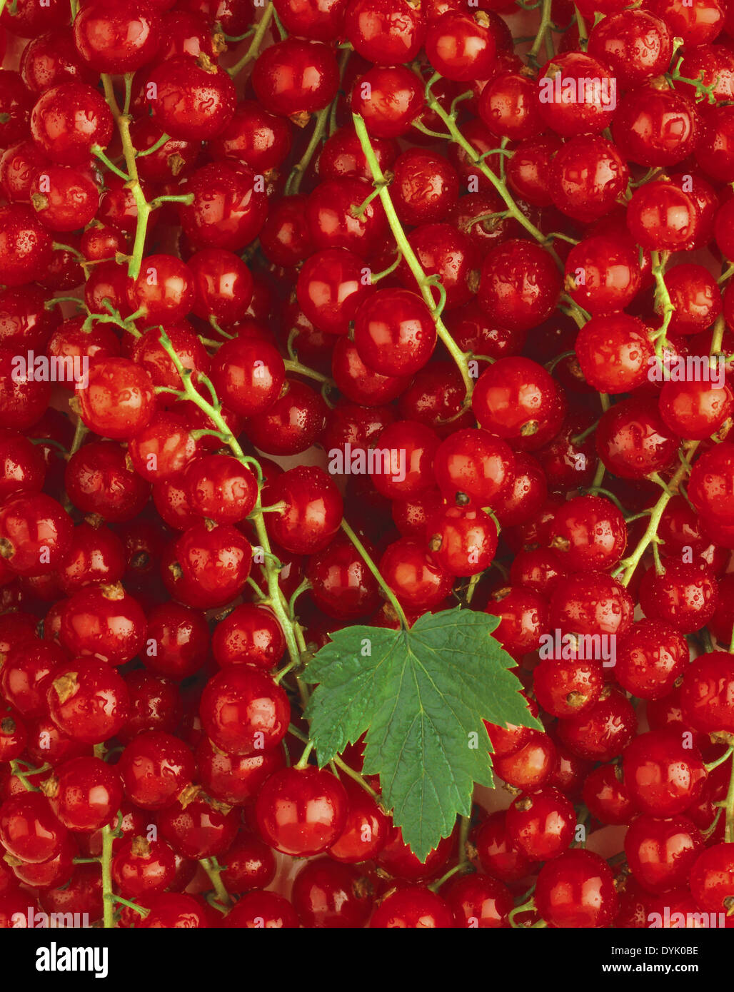 Roten hires stock photography and images Alamy