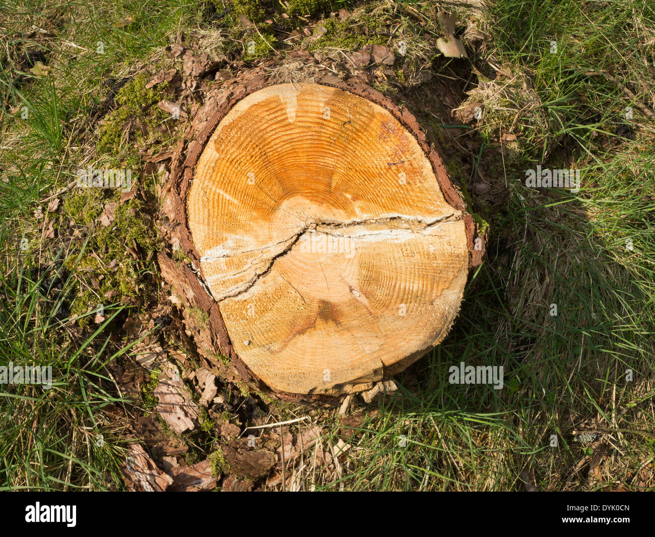 Pine tree stump hires stock photography and images Alamy