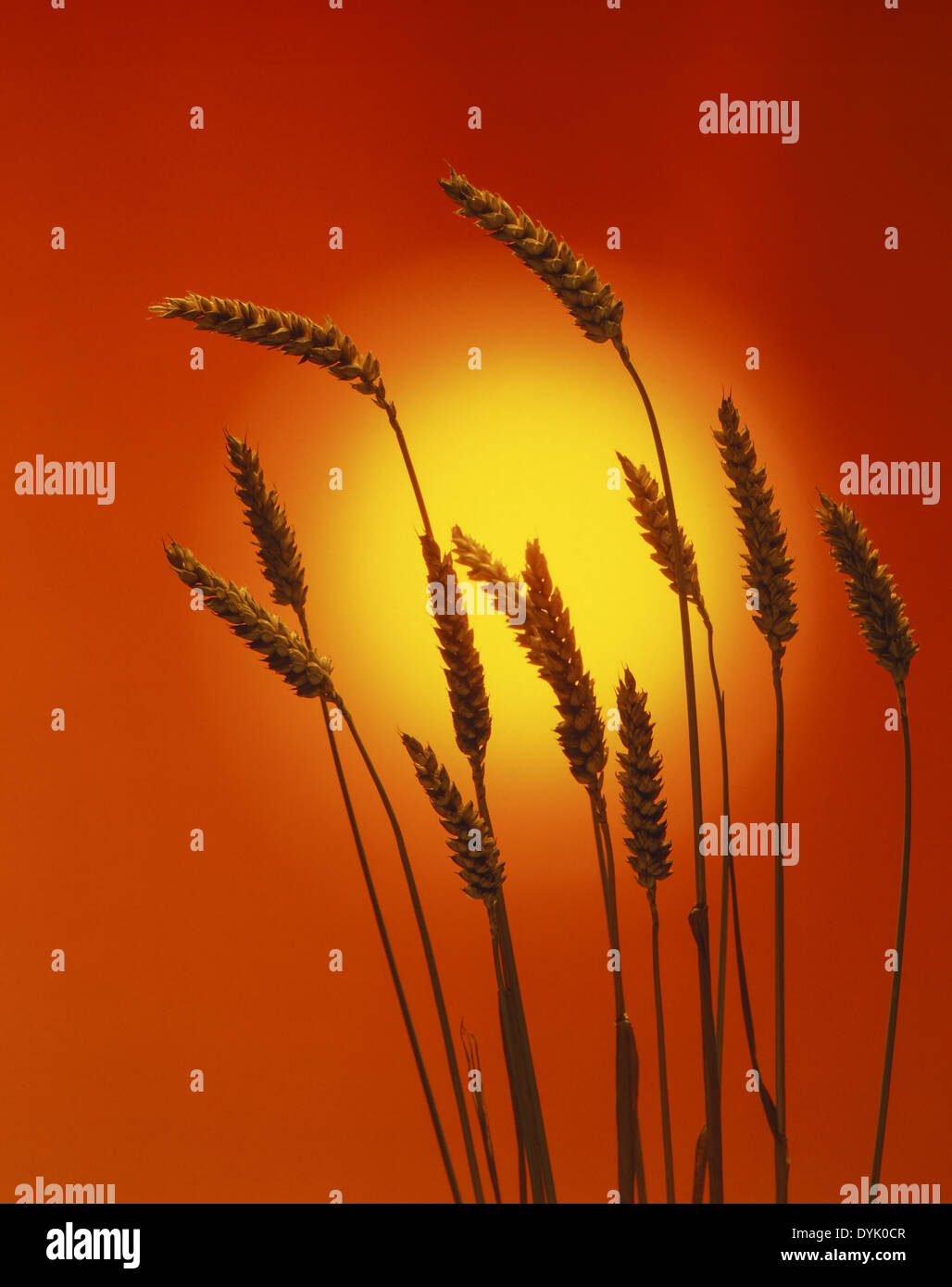 Reifer Weizen vor Sonnenuntergang (Poaceae) Ripe Wheat before sunset (Poaceae) Wheat Poaceae Ripe Detail Close Up Seed Head Stock Photo