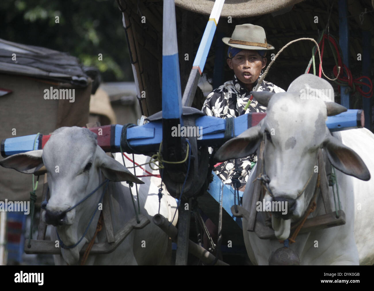 Yogyakarta, Indonesia. 20th Apr, 2014. APRIL 20: Oxcart driver or known as ''Bajingan'' trying to control the motion of cows while following the race riding ox carts on April 20, 2014 in Donoharjo village, Yogyakarta, Indonesia. Traditional transportation that uses cows as towing carts are still used by citizens as a means of conveyance. © Sijori Images/ZUMAPRESS.com/Alamy Live News Stock Photo