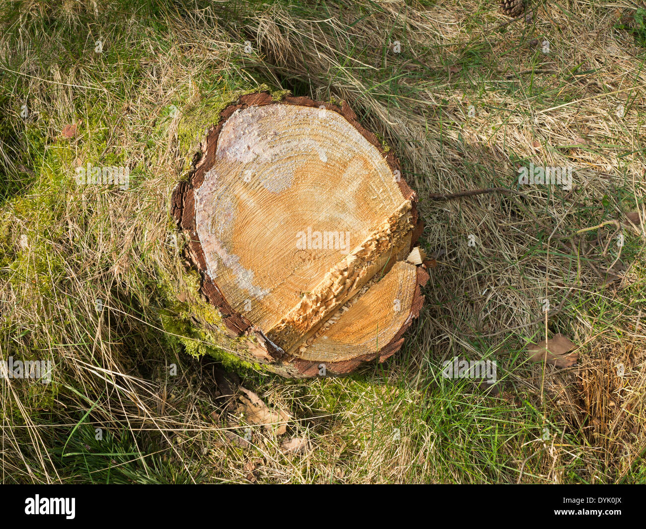 Freshly cut tree stump hires stock photography and images Alamy