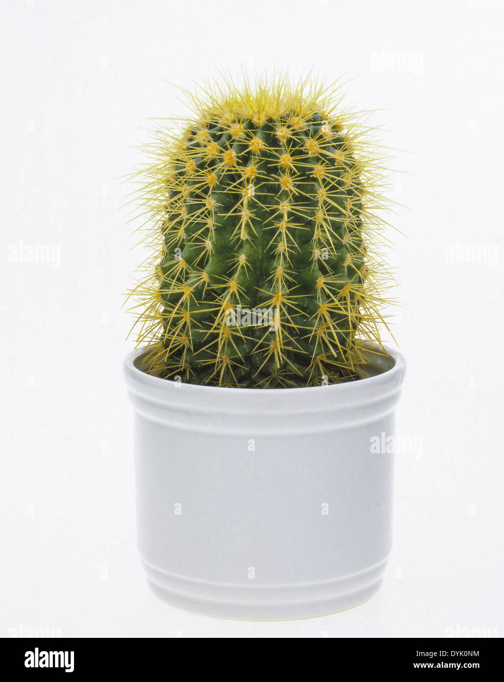 Kaktus Schwiegermutterstuhl Cactacea Cactus in a pot cactacea Flower Pot  Cactaceae Echinocactus Grusonii Cactus Plant Cactus Stock Photo - Alamy