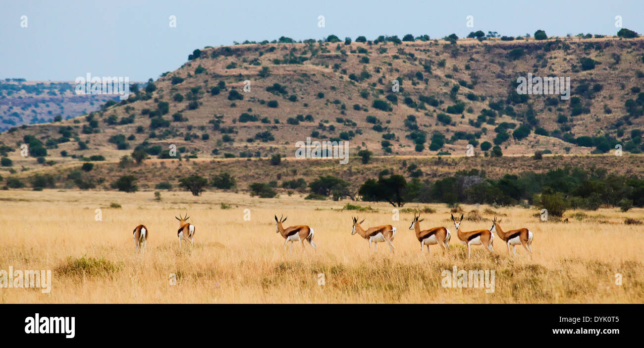 springbok and landscape in their natural habitat at mountain zebra national park south africa Stock Photo