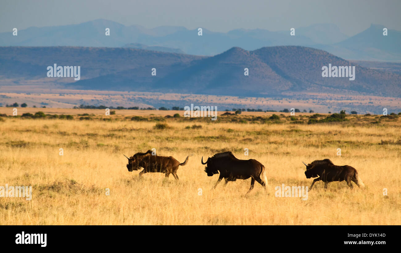 black wildebeest running in their natural habitat at mountain zebra national park south africa Stock Photo
