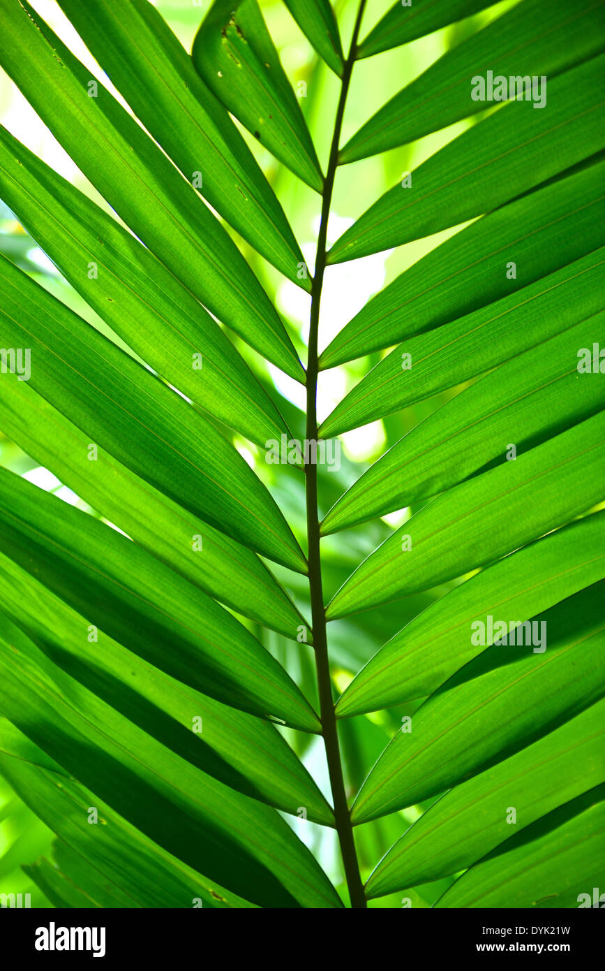 Palm Leaf Stock Photo