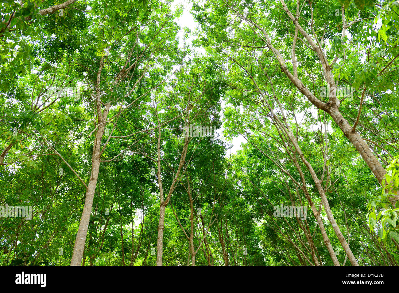 rubber tree background Stock Photo