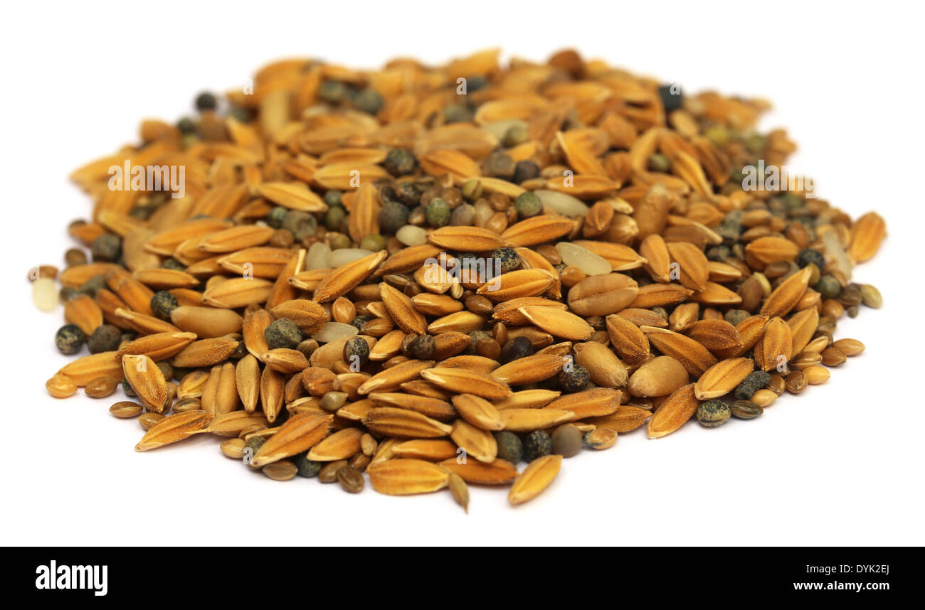 Bird feeding grains over white background Stock Photo Alamy