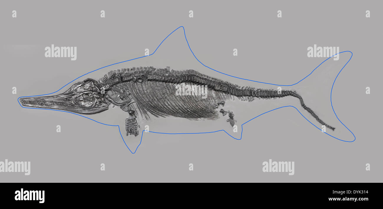 Jurassic coast Ichthyosaur skeletal remains in matrix with super-imposed outline of the live animal Stock Photo