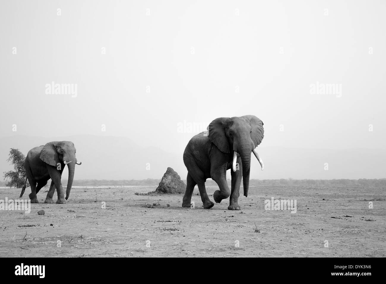 Bull elephant black and white hires stock photography and images Alamy