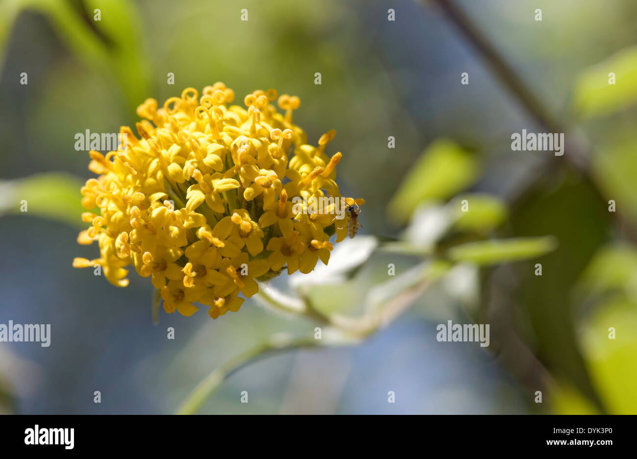 Bug on Yellow Flowers Stock Photo