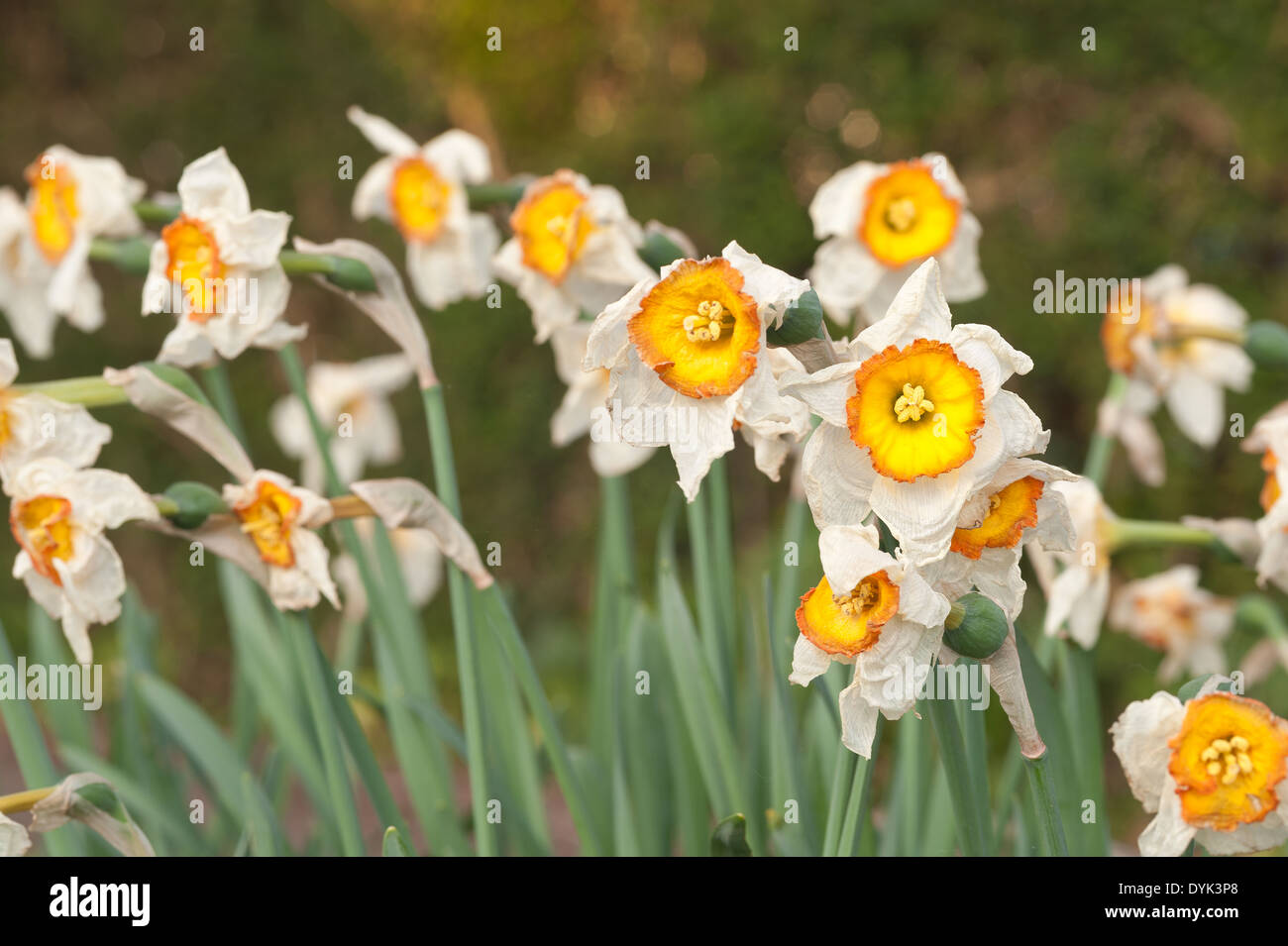 Dead and dying Daffodils Narcissus flowers flowerheads with wrinkling up cup shaped corella