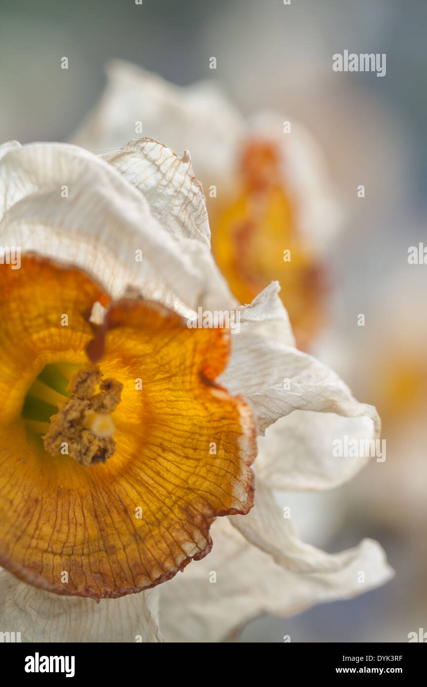 Dead and dying Daffodils Narcissus flowers flowerheads with wrinkling up cup shaped corella