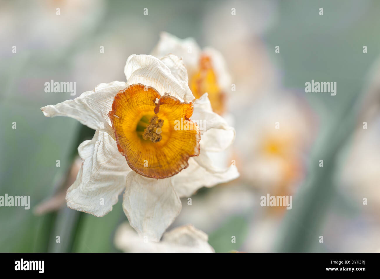 Dead head daffodils hires stock photography and images Alamy