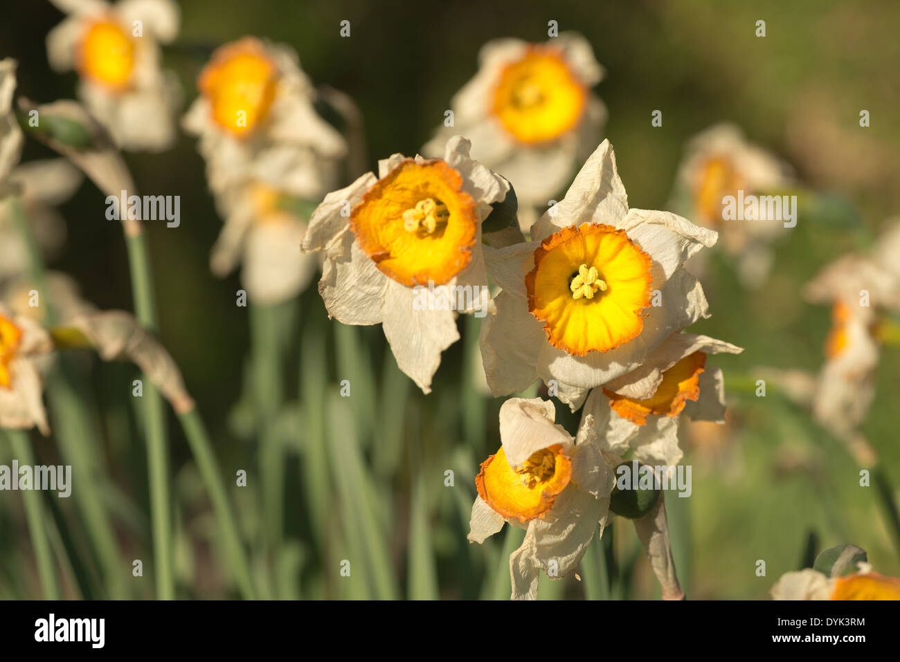 Dead and dying Daffodils Narcissus flowers flowerheads with wrinkling