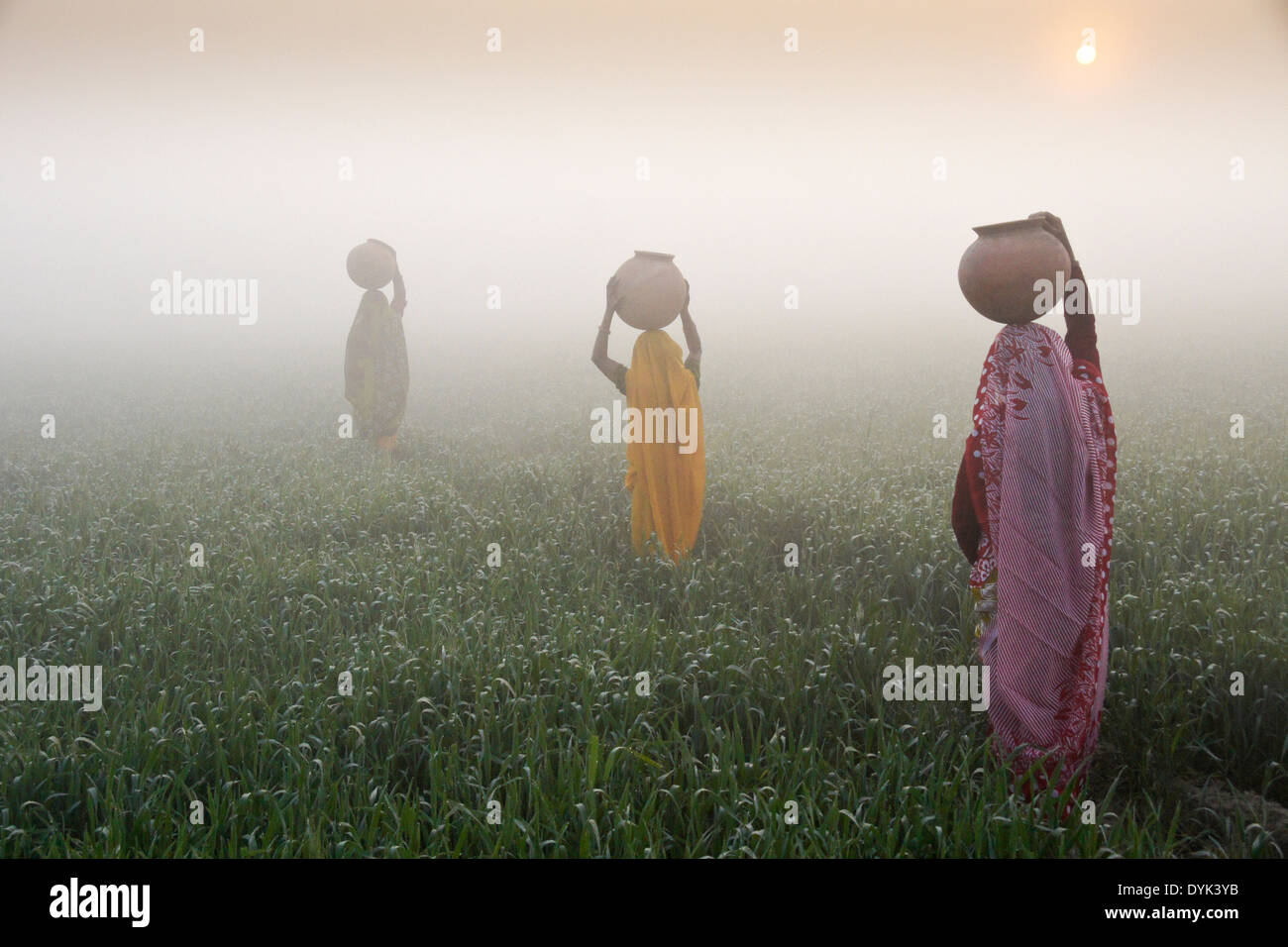 Women with water jugs on head, walking through rice field at sunrise on a foggy morning, India Stock Photo