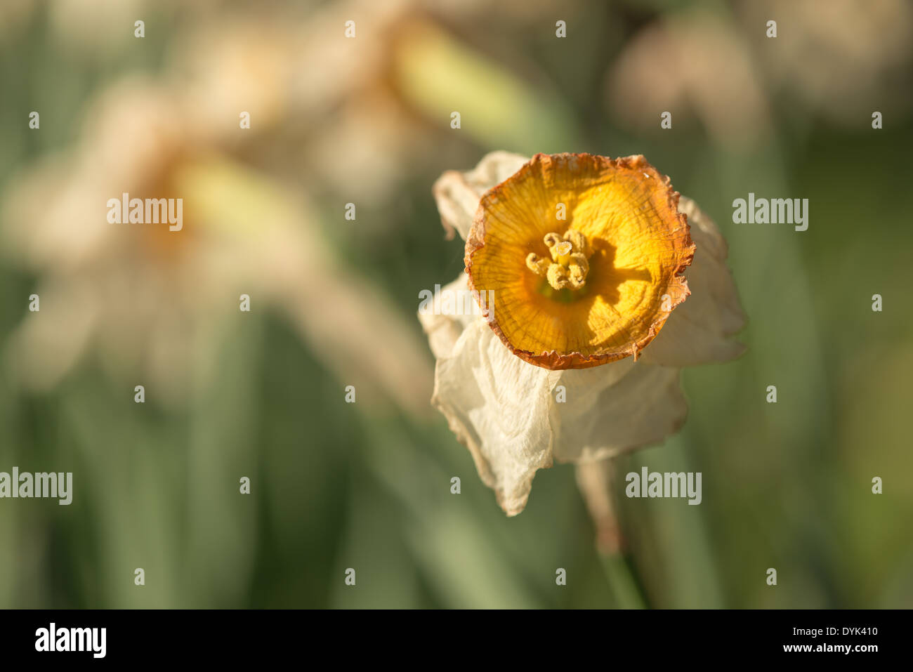 Dead and dying Daffodils Narcissus flowers flowerheads with wrinkling up cup shaped corella