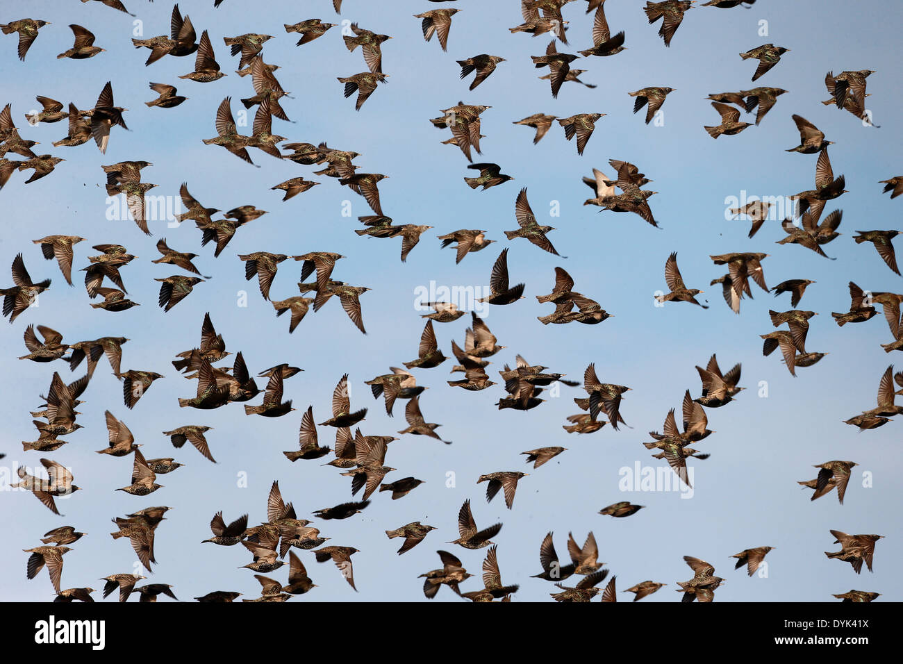 Starling, Sturnus vulgaris, flock in flight, Kent, March 2014 Stock Photo