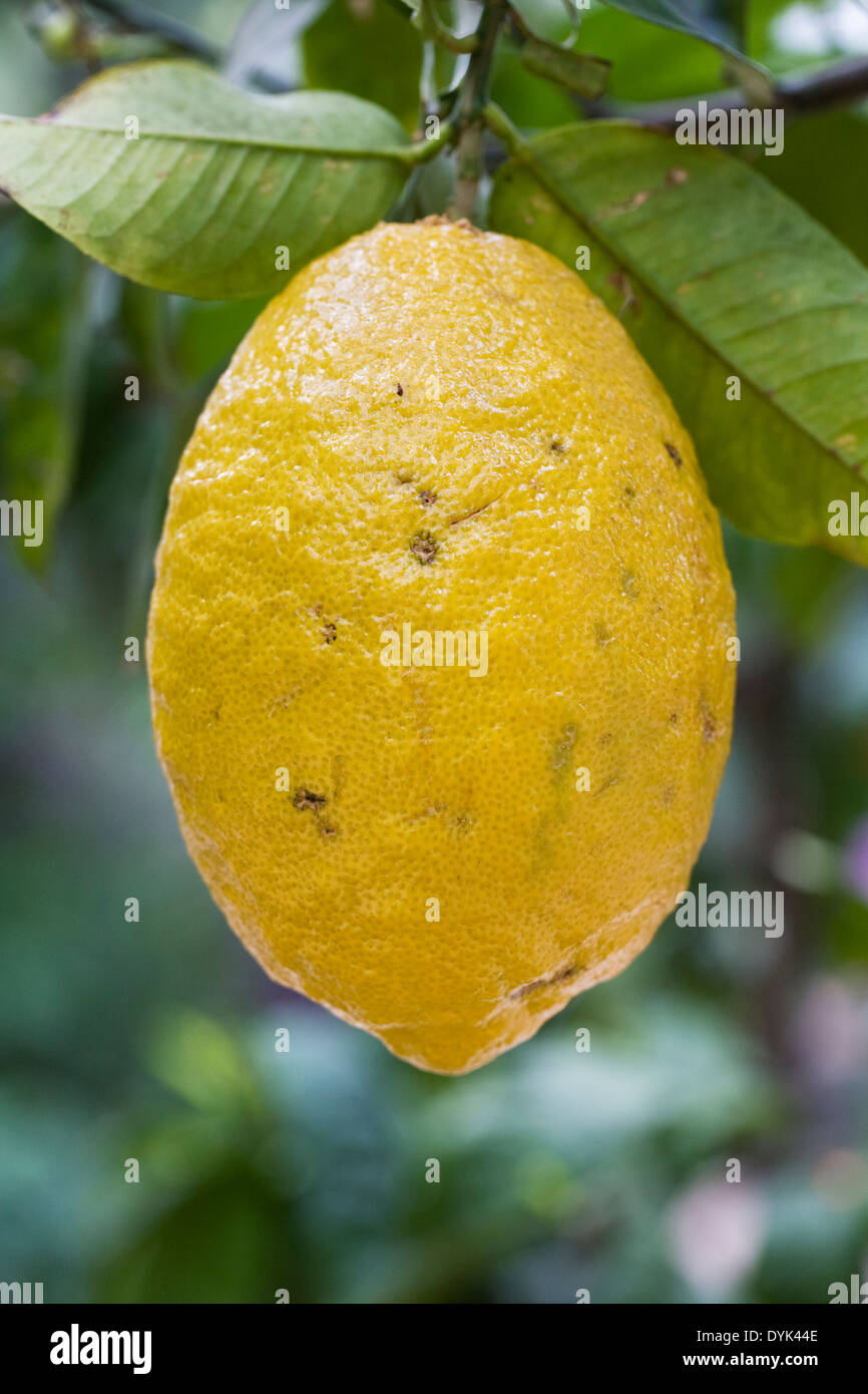 Ripe Citrus medica growing in a protected environment. Stock Photo
