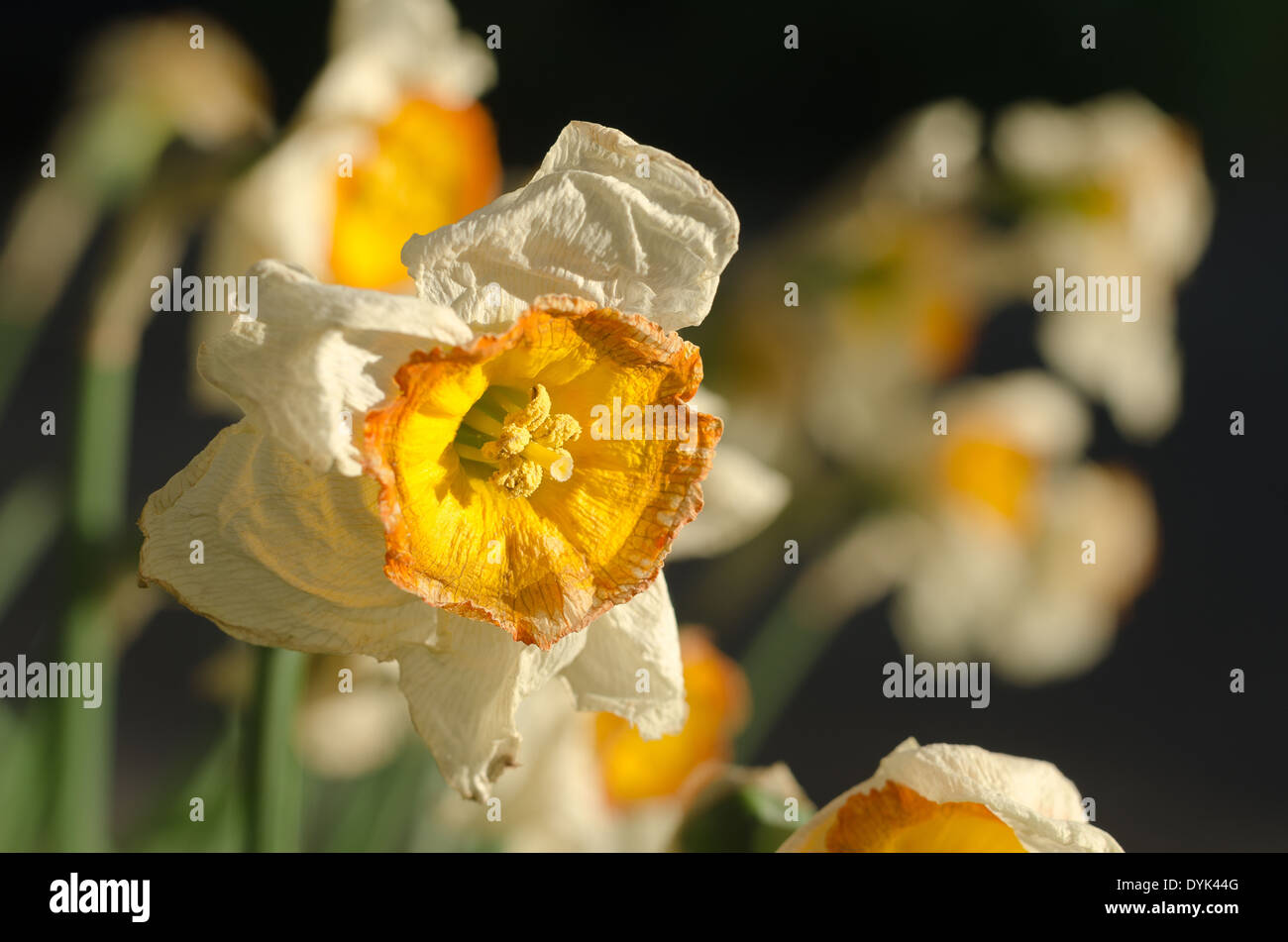 Dead and dying Daffodils Narcissus flowers flowerheads with wrinkling