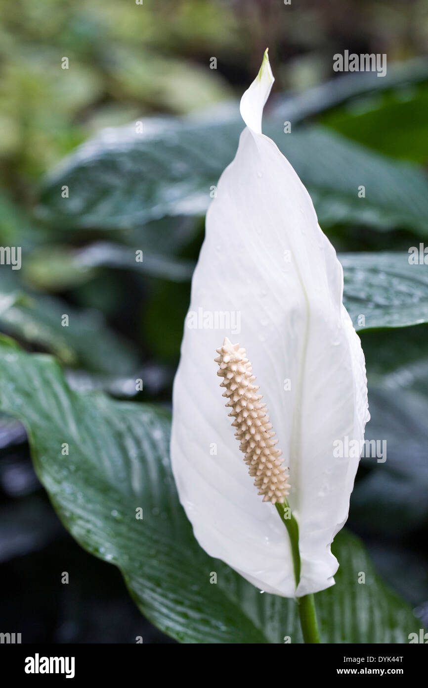 Spathiphyllum spathe. Peace lily growing in a humid environment. Stock Photo