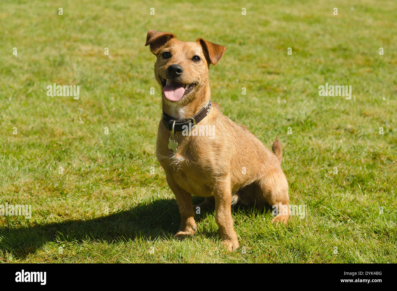 jack russell cross border terrier