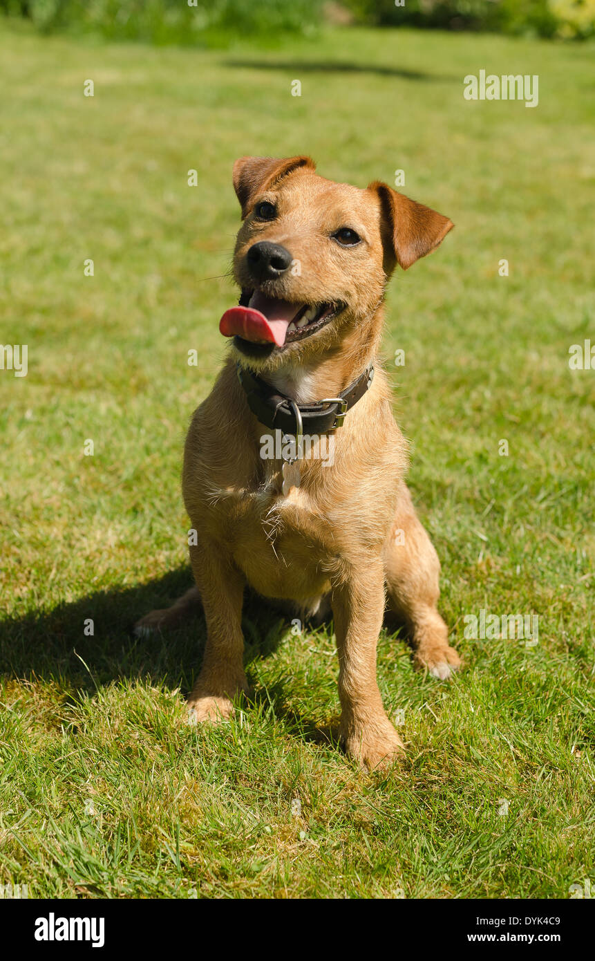 Full of character and fun playful Border Terrier and Jack Russell