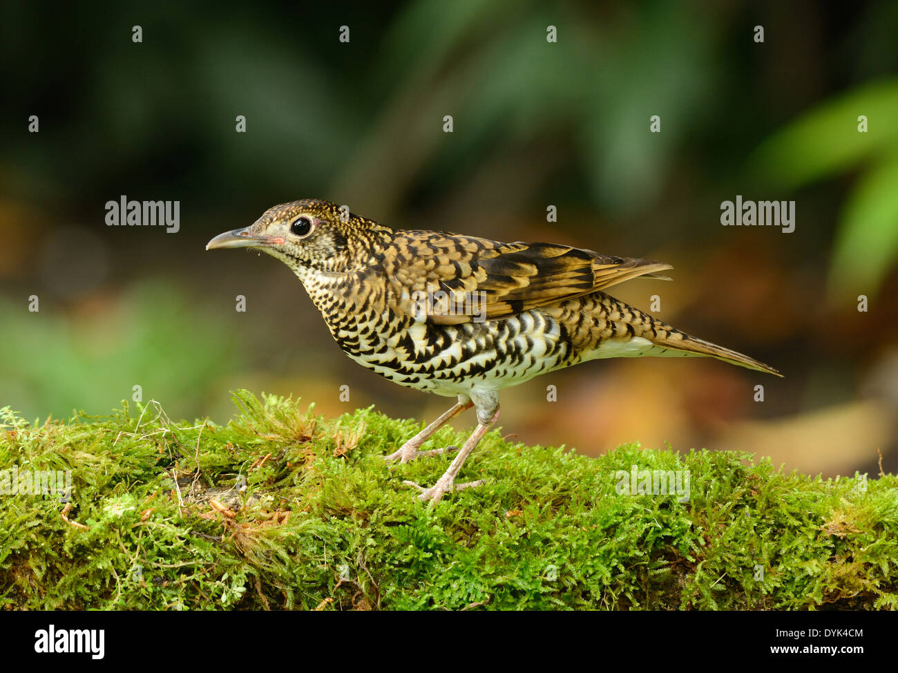 beautiful White's Thrush (Zoothera aurea) in Thai forest Stock Photo