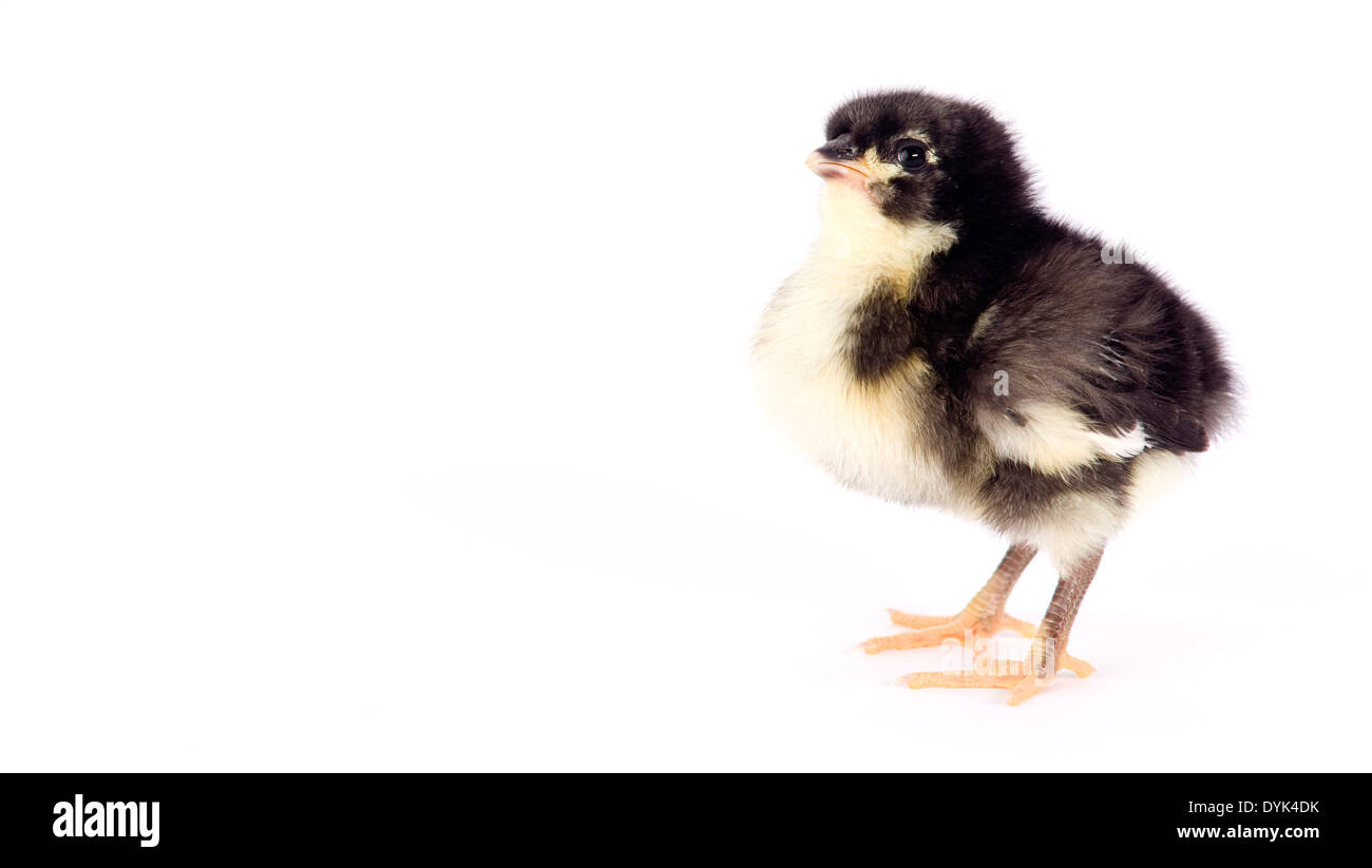 An Australian Baby Chicken Stands Alone Just a Few Days Old Stock Photo